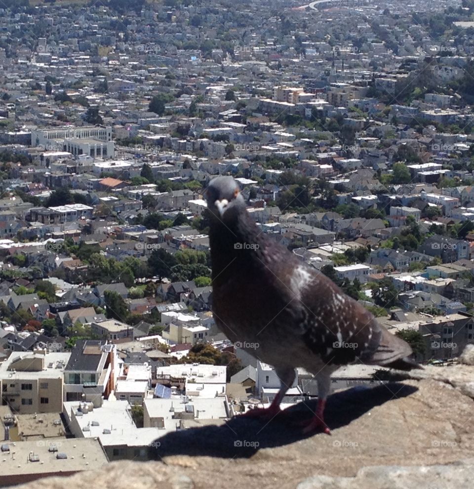 Birds Eye View of San Francisco