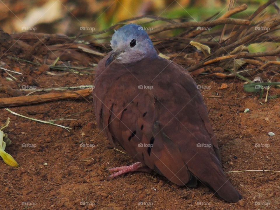 Wild and unprotected