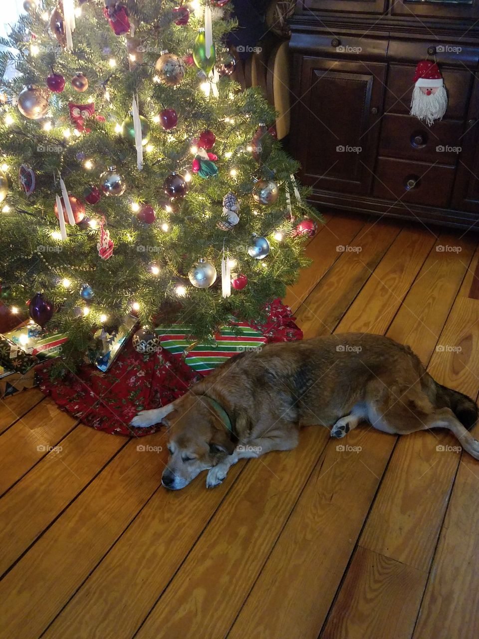 Bo the dog under Christmas tree