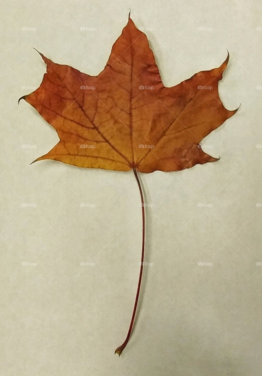 Dry maple leaf. 