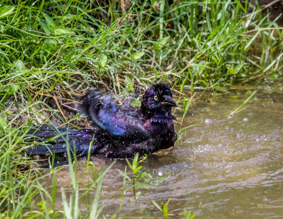 Blackbird takes a bath in water