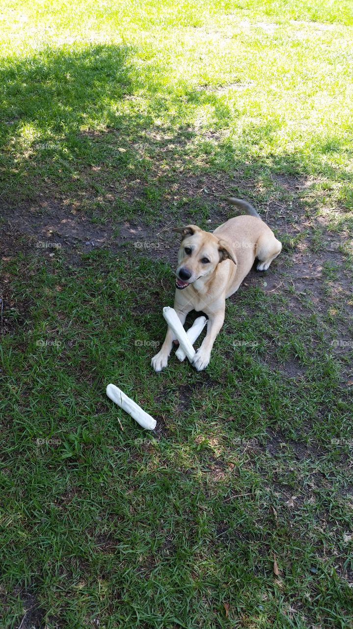 dog who stole all the bones
