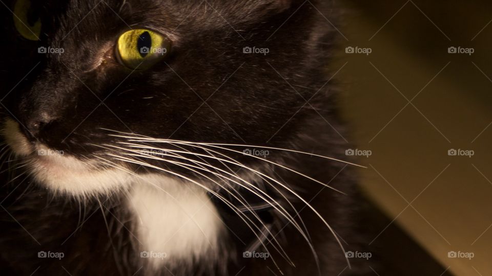 cat