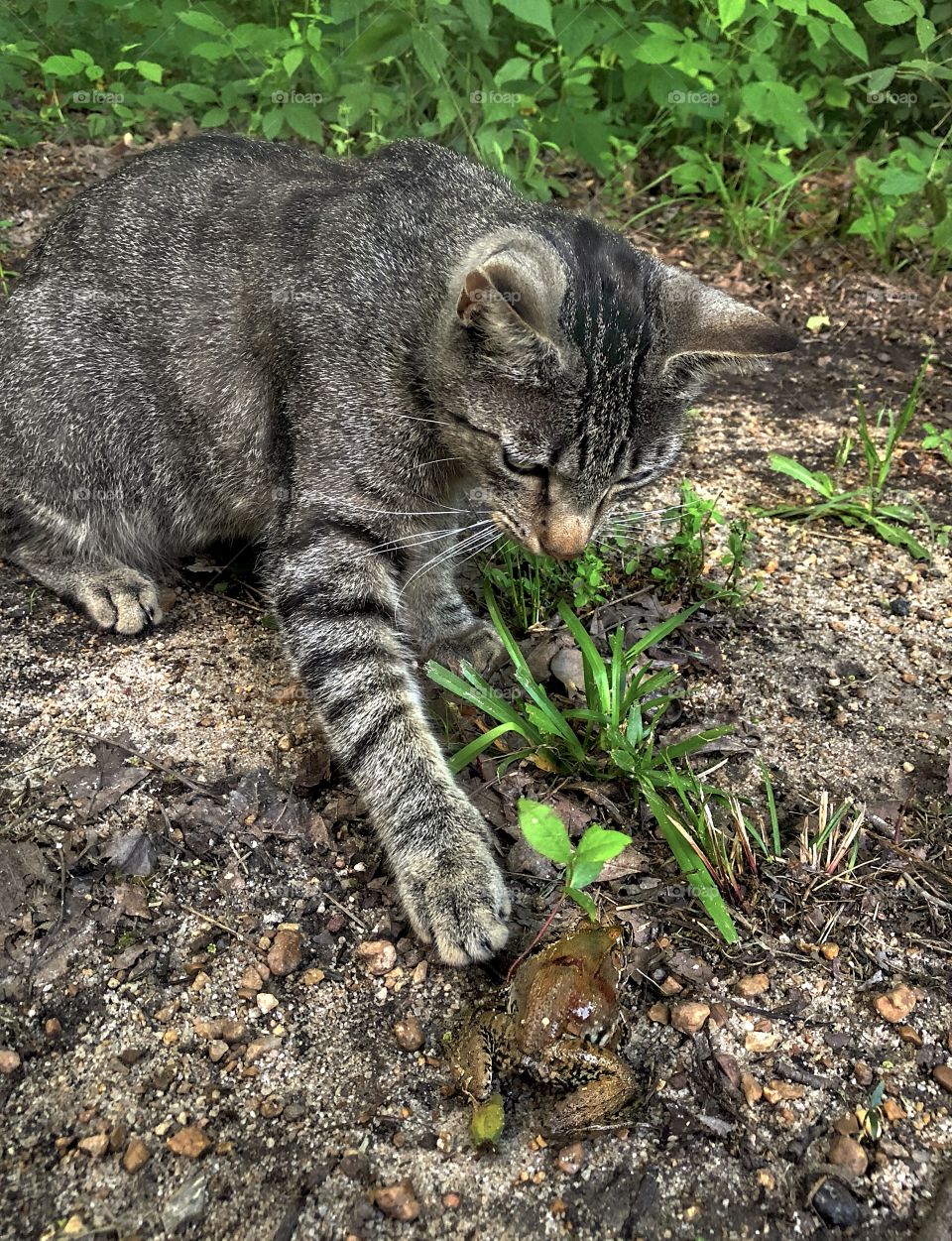 Frog Activity (No animals were harmed before, during or after the shooting of this photo- BL never had his claws out😊