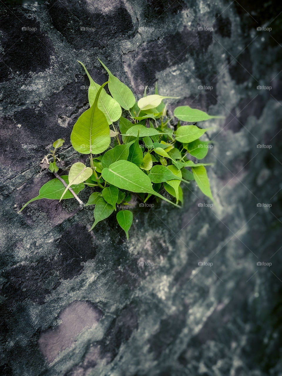 Sacred fig leaf , Pipal leaf