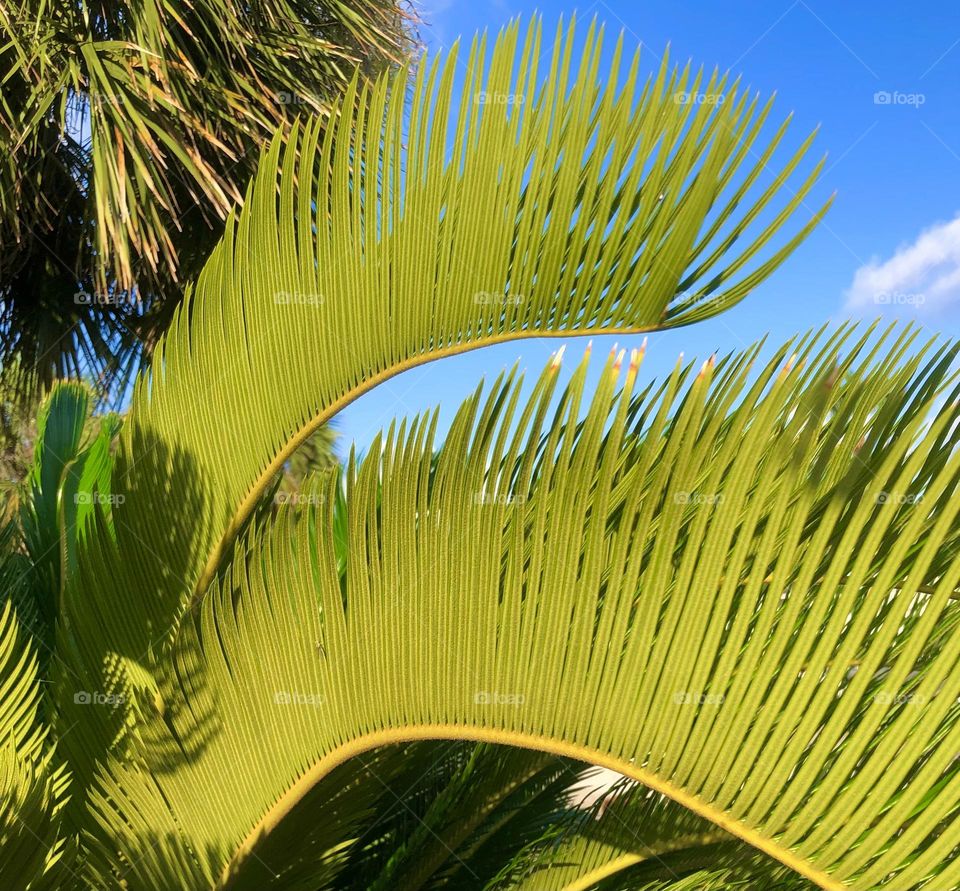 Closeup of a sago palm’s fronds reaching towards me and the blue sky down at the bay house 💙