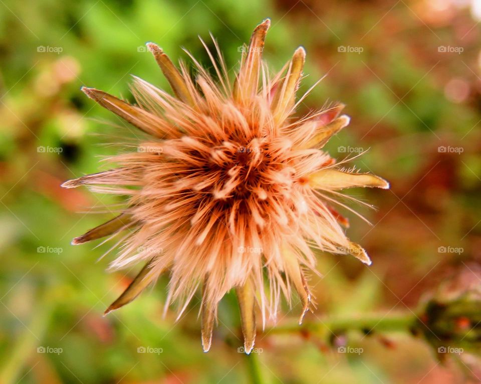 macro shots