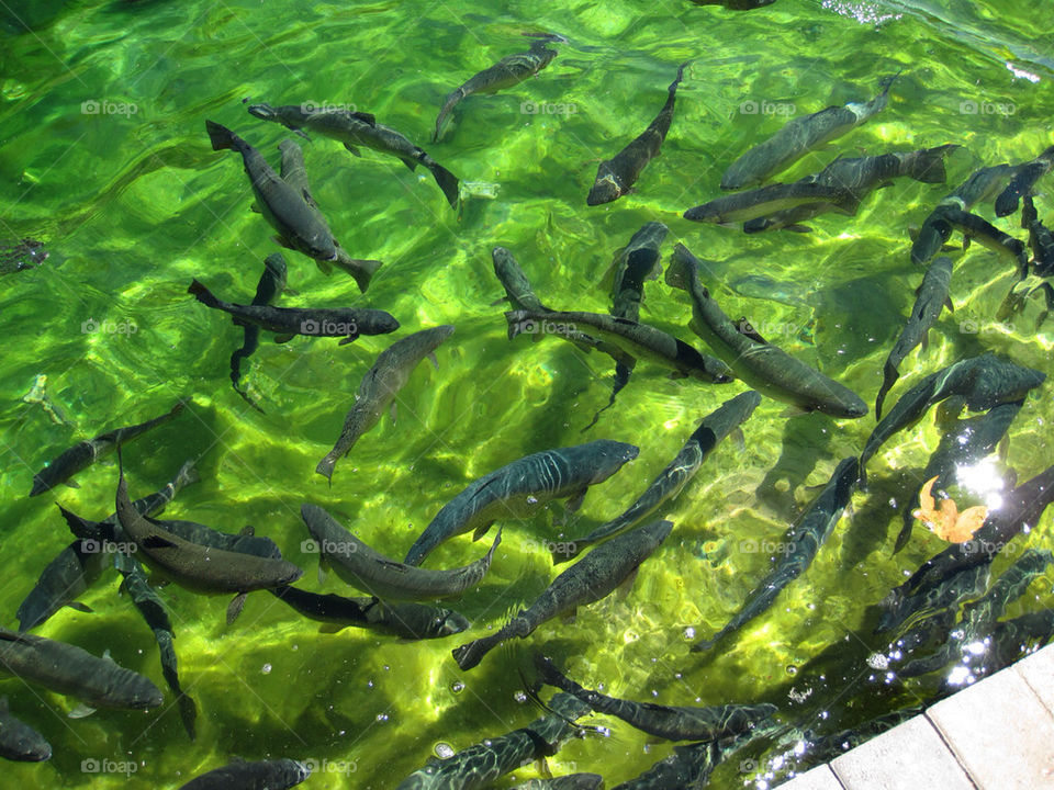 pond fish trout whitewater by davidi92260
