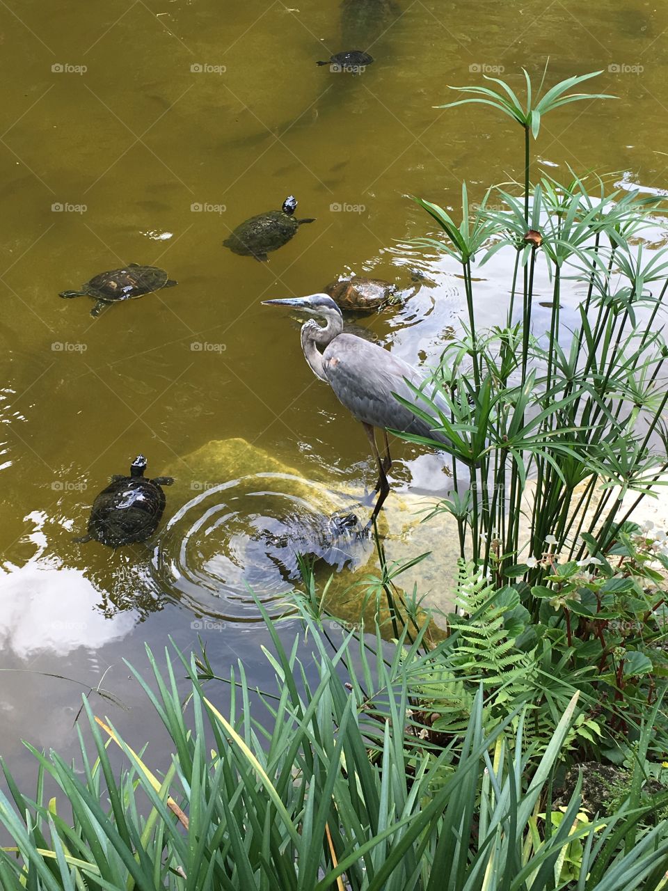 Great Blue Heron, Turtles and... a gator tail? 
