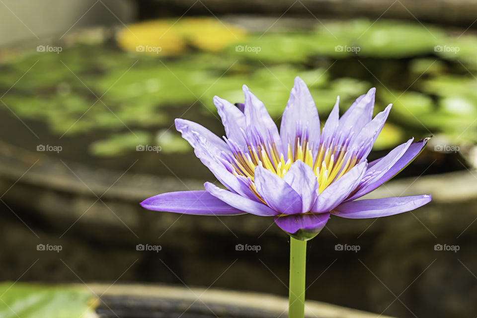 The beauty of the Purple Lotus Bloom in ponds