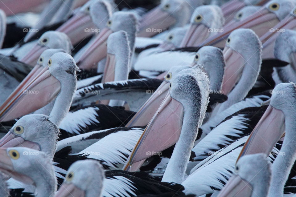 Gaggle of pelicans