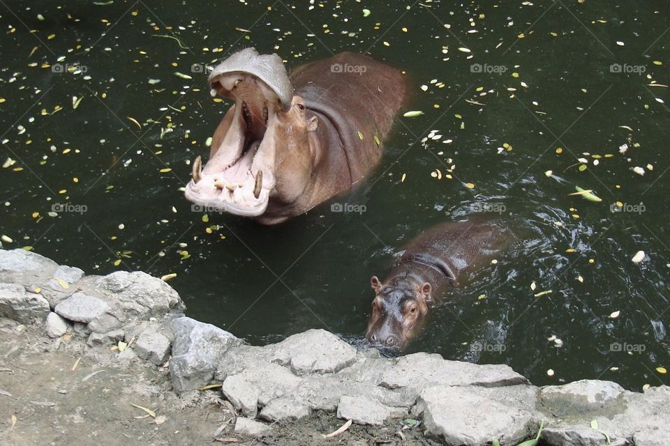 hippopotamus