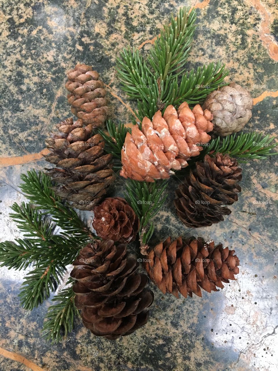 Pinecone cluster found on hike