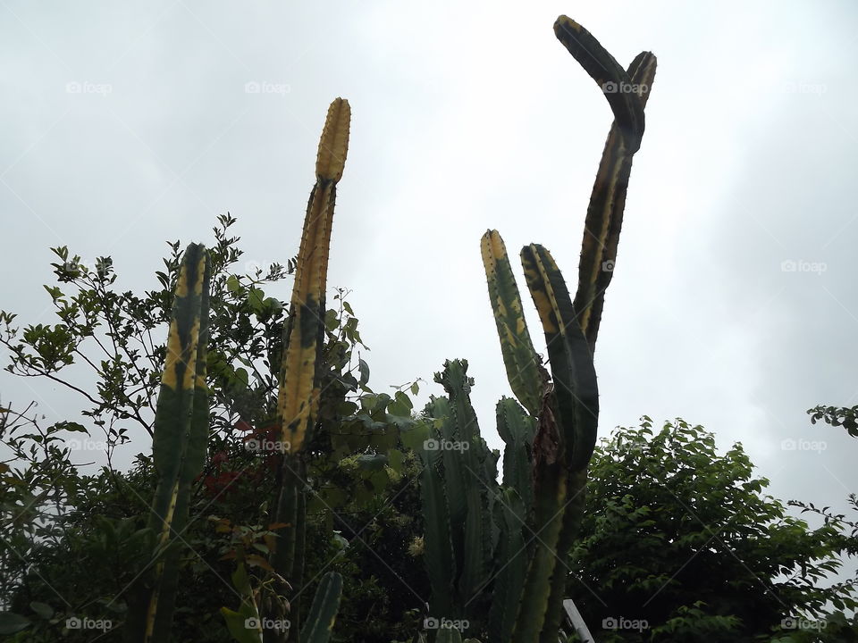 Cactus, No Person, Outdoors, Nature, Tree