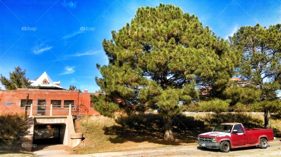 Abilene Southside Tree