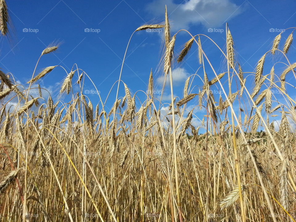 Rye field

