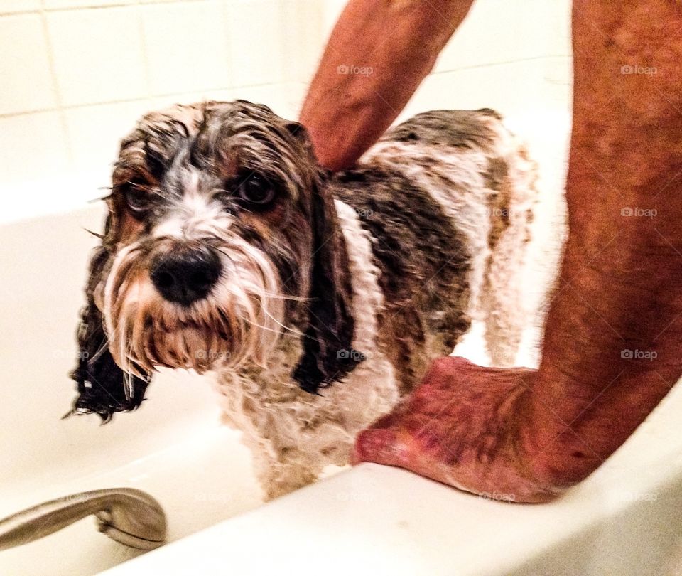 Man giving dog bath in bathtub