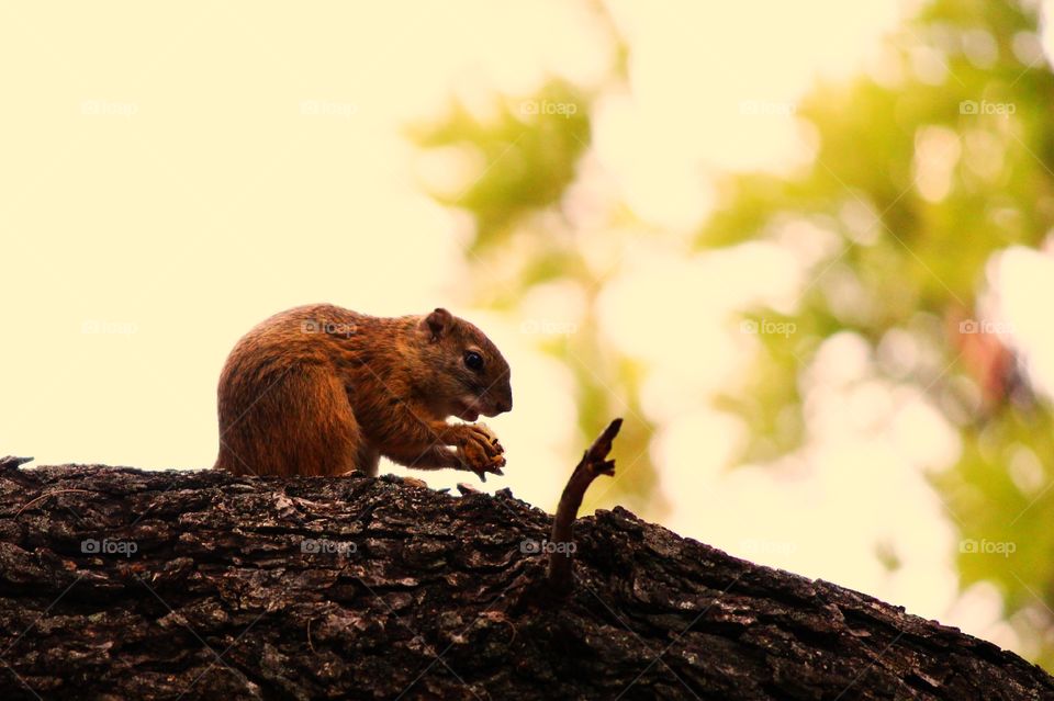 Caught in the act. Little squirrel going about his business! 
