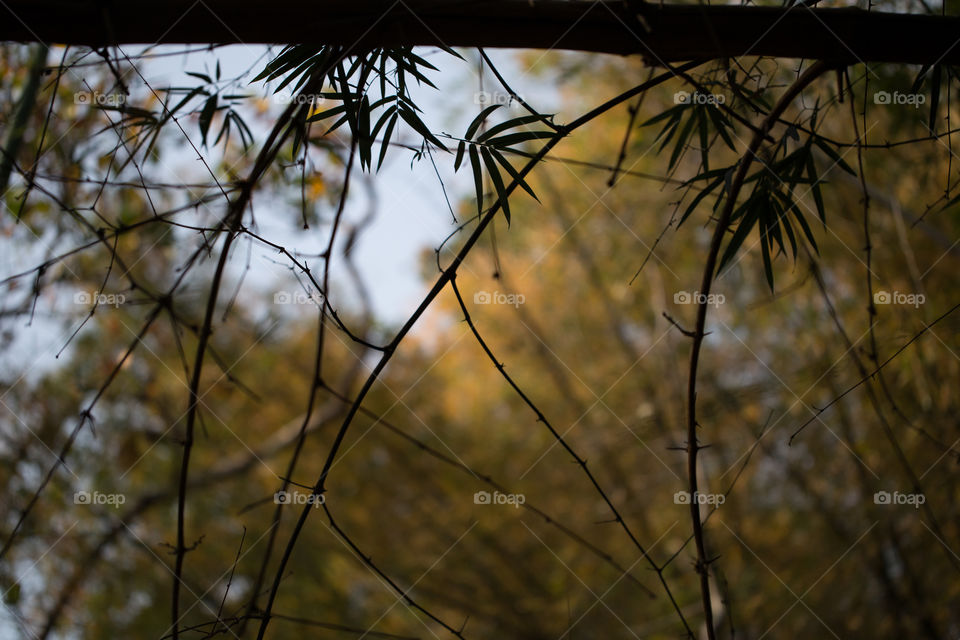 Leaf of the tree