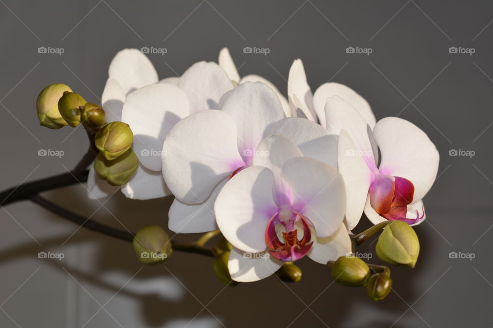 white orchid flower house plants love