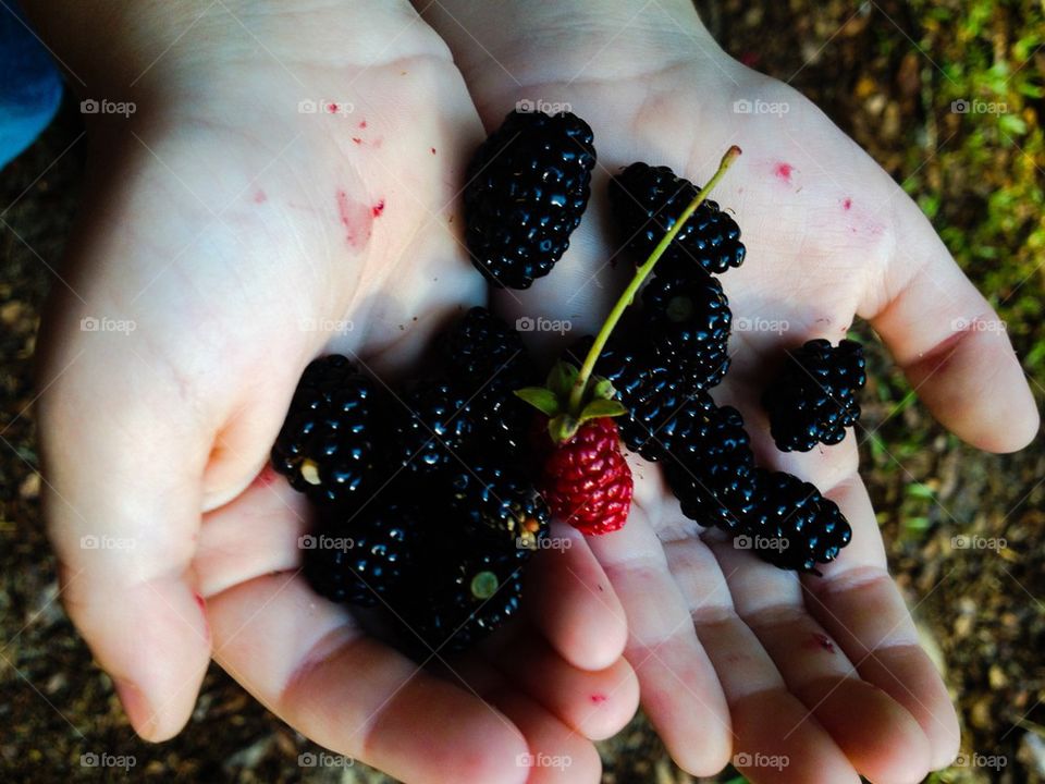 Berries 