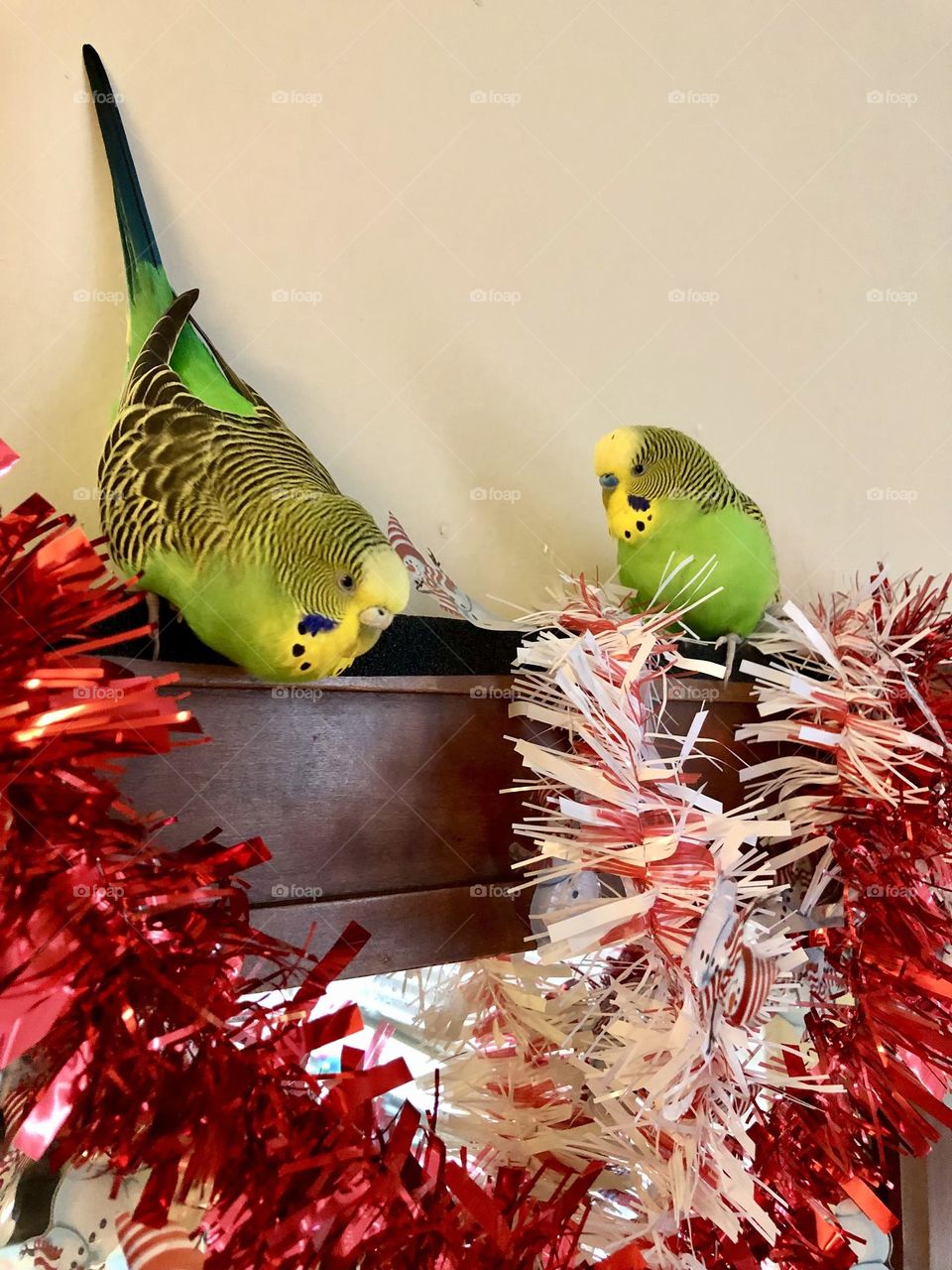 Playful parquets on top of the  Murrow 🦜🌿🦜