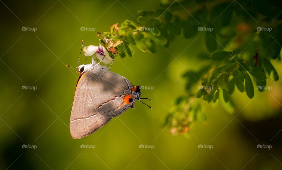 A Gray Hairstreak (Strymon melinus) takes in just a tad more nectar in the late afternoon sunshine. Raleigh, North Carolina. 