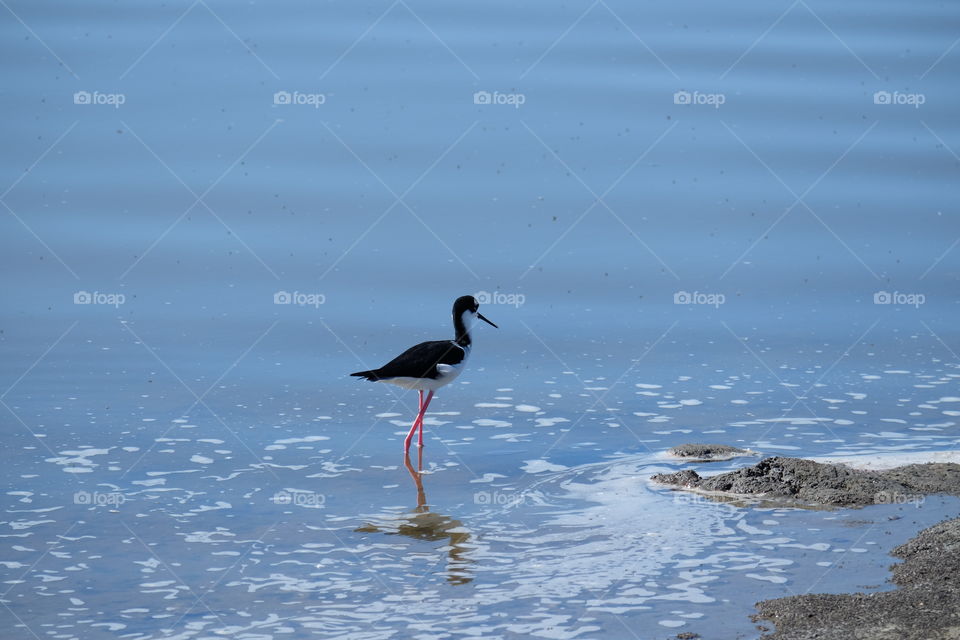 Black Necked Stilt