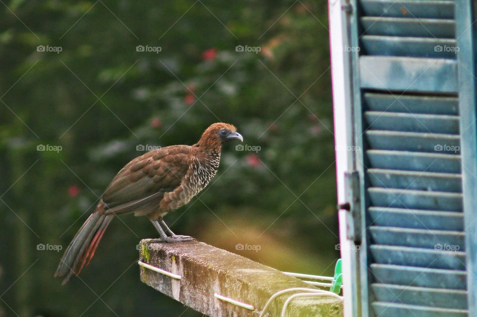 The brazilian bird aracua. Beautiful bird, who visit the house in the morning. Brown colour. Early morning bird.