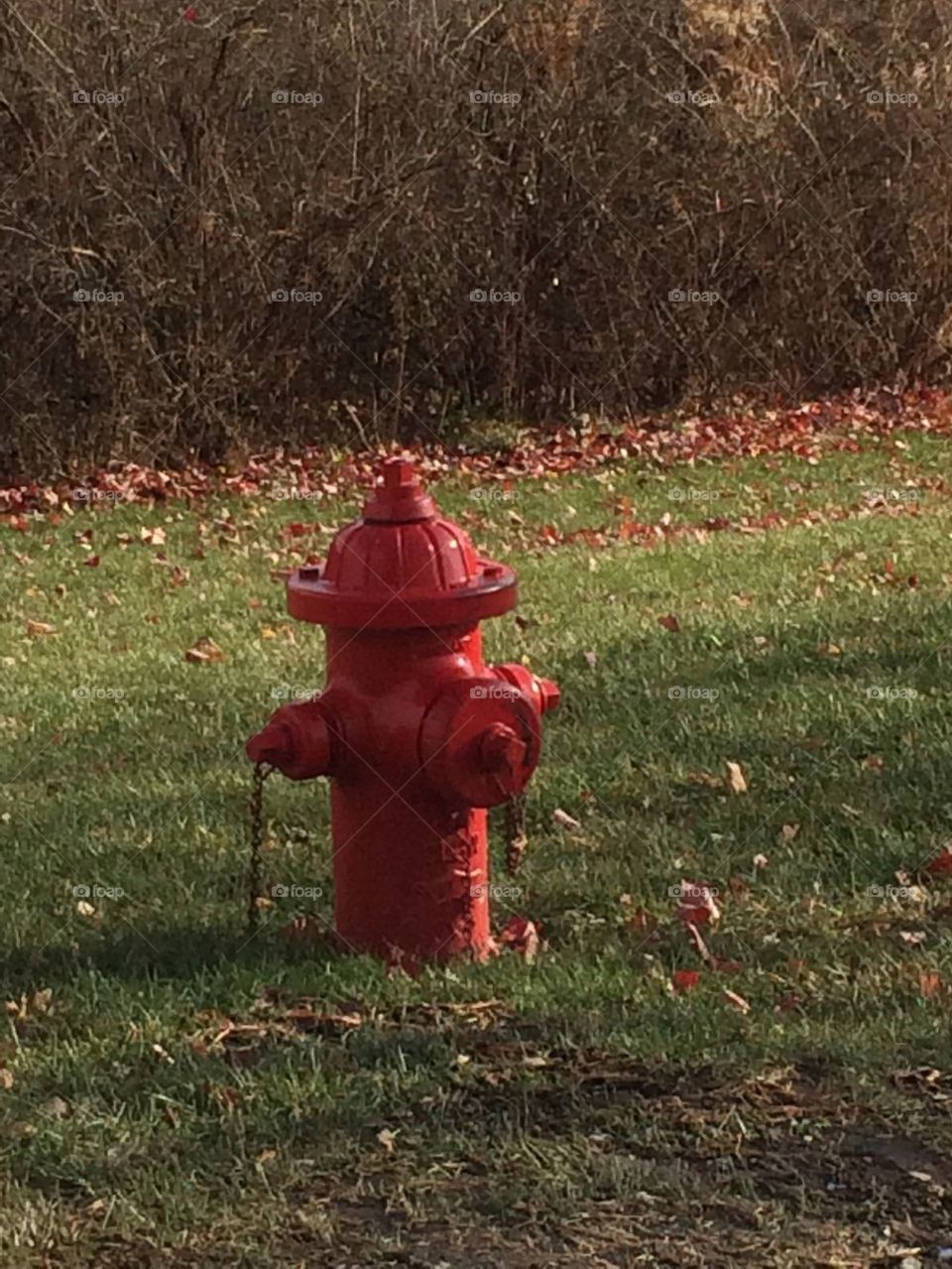 Red fire hydrant 