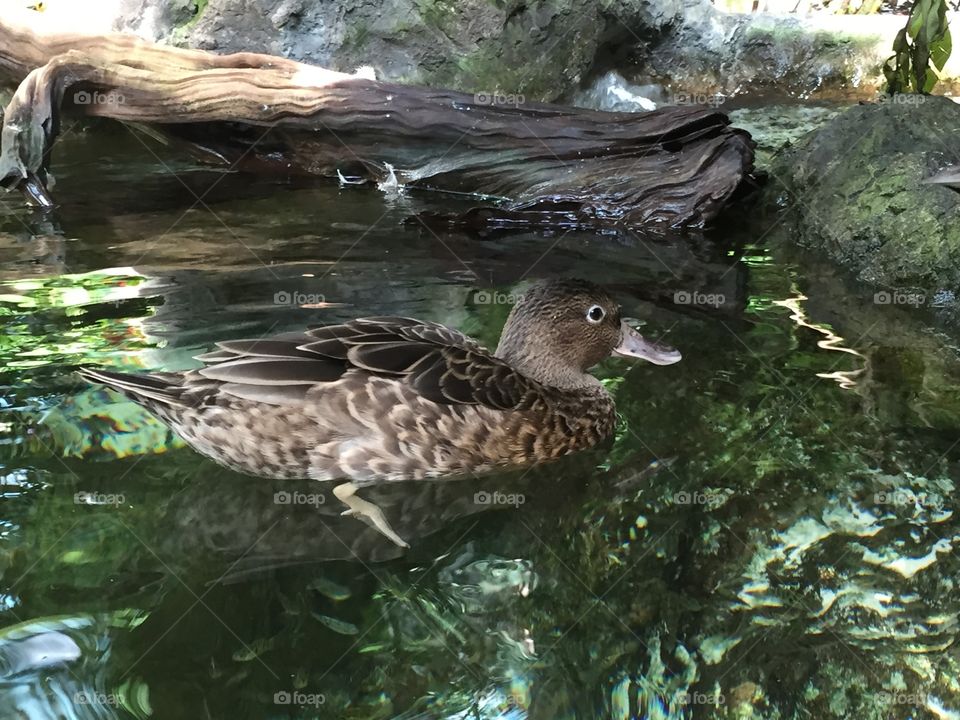 Good Time for a Swim