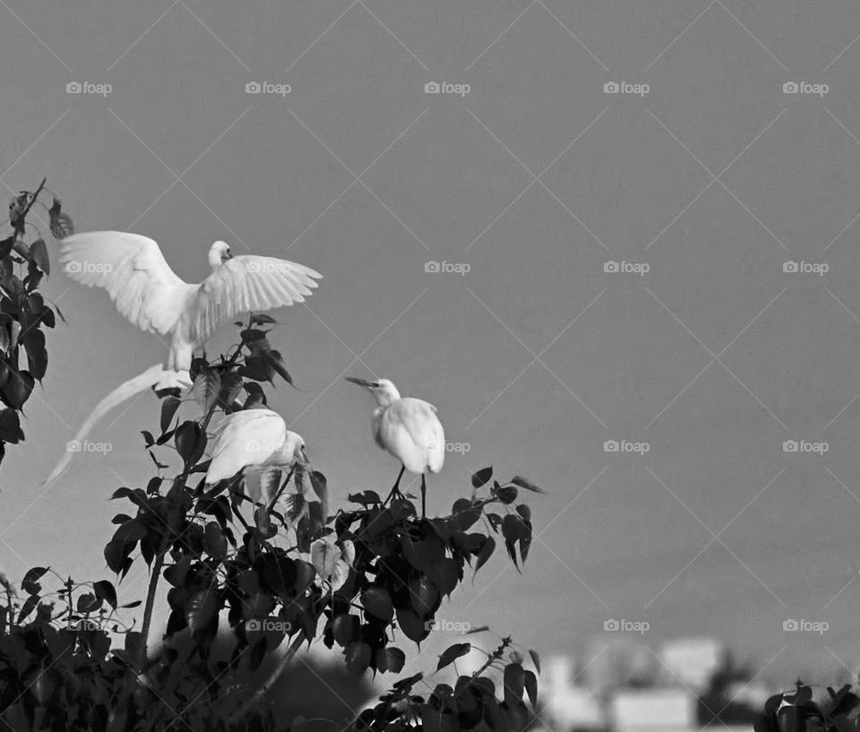 Bird photography - Great Egret - Resting