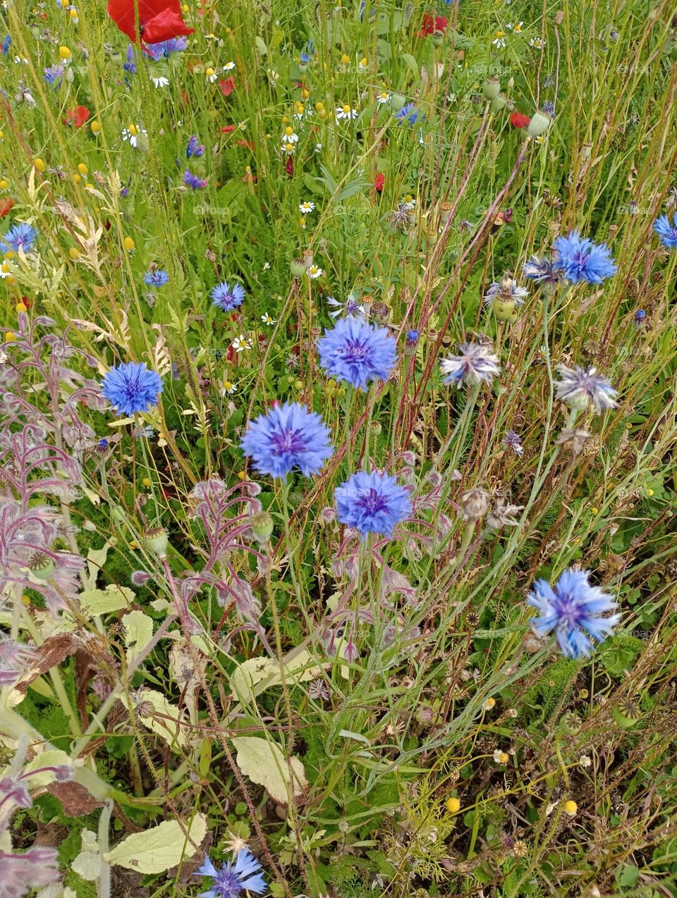 cornflower
