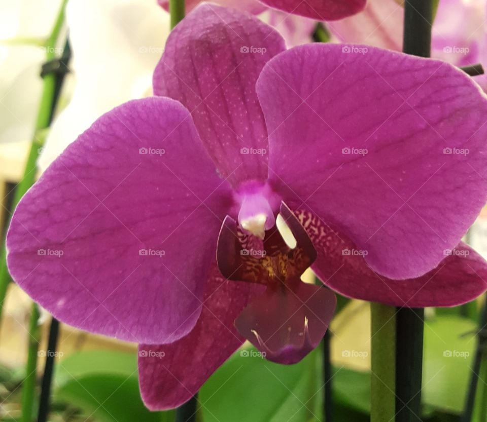 orchid