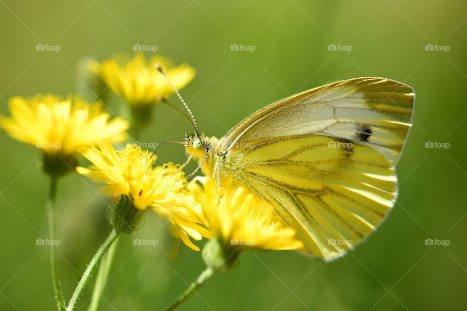 Beautiful and colourful butterfly