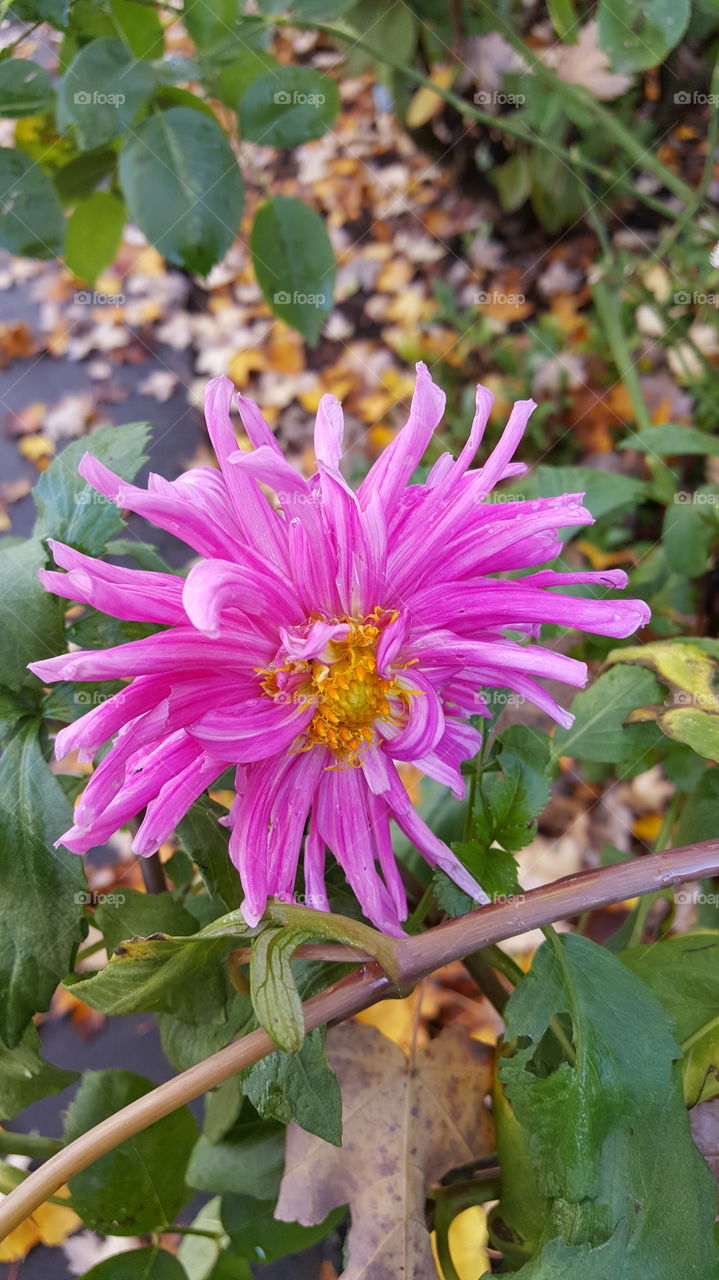 vibrant pinks in flower