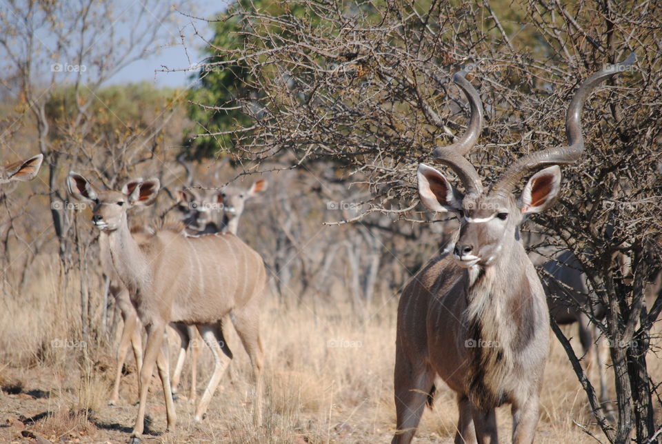 Game Ranch - Kudu