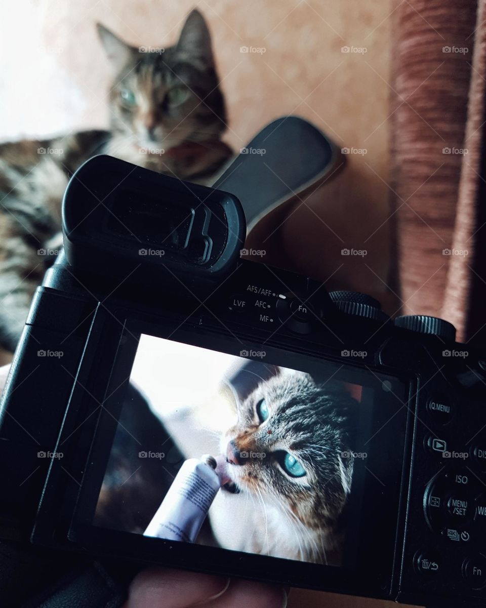 Cat photography
