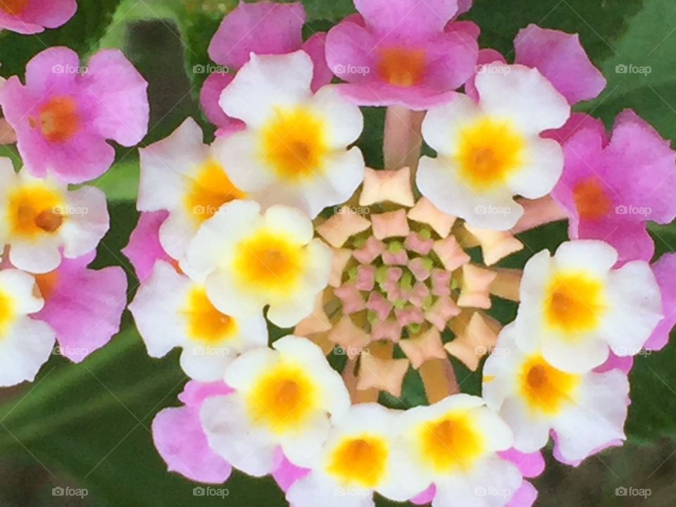 Lantana