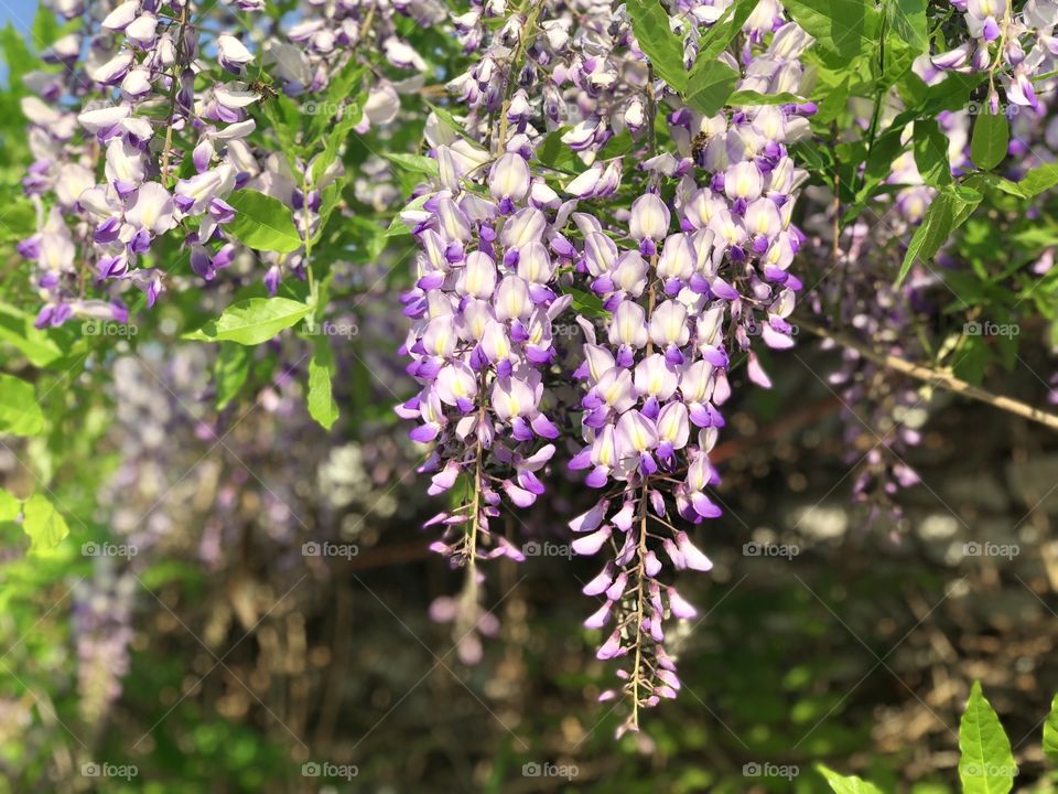 Purple acacia flowers blooming in the tree