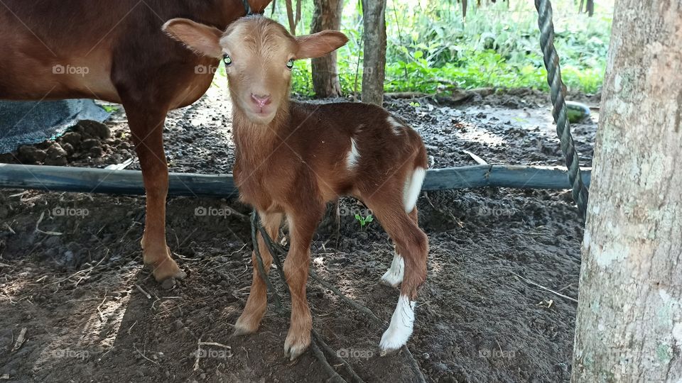 un nuevo nacimiento de unos de los seres mas cariñosas de la naturaleza animal