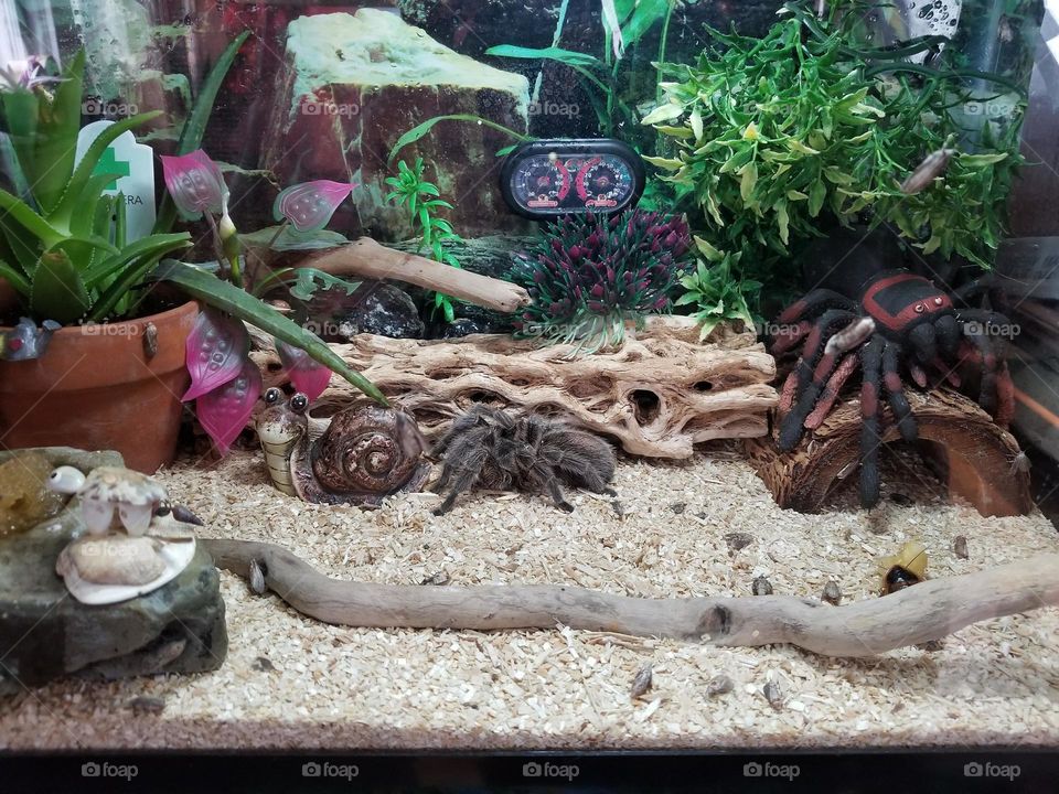 trantulas scare me 😱😱😱😱😱