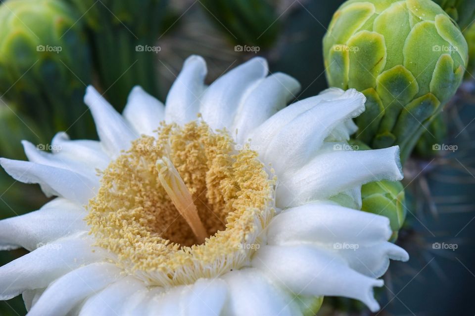 First saguaro blossom of the season. Phoenix, Arizona 