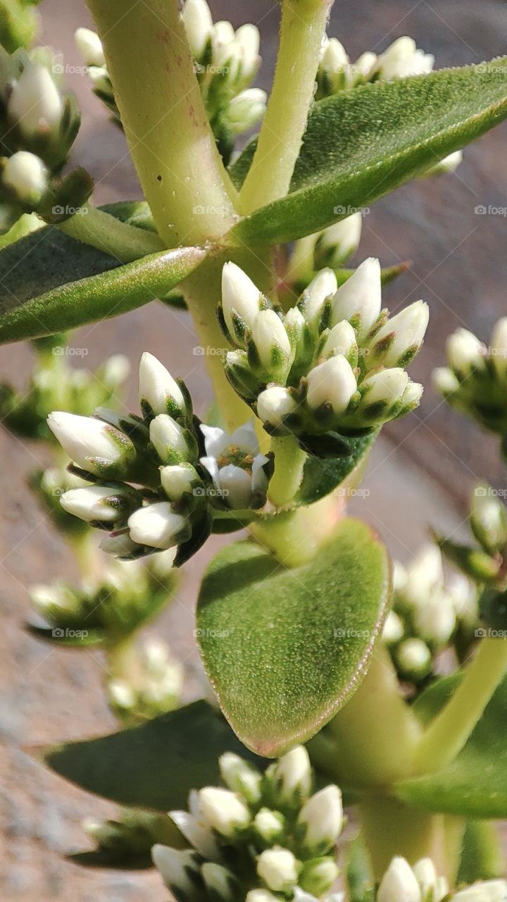 Succulent flowers