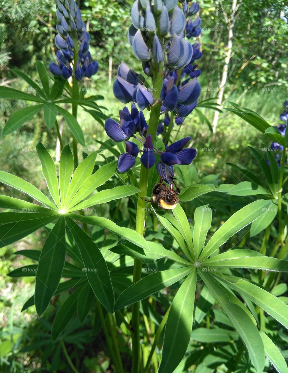 bumblebee on a flowers summer time