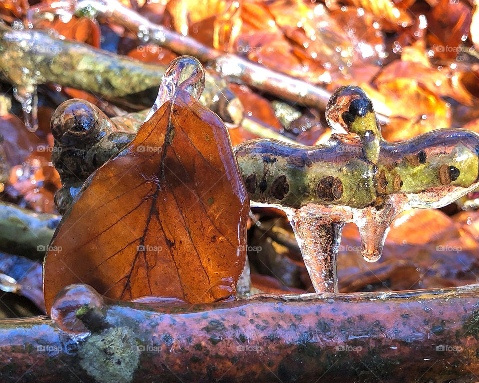 Colorful nature - held in ice