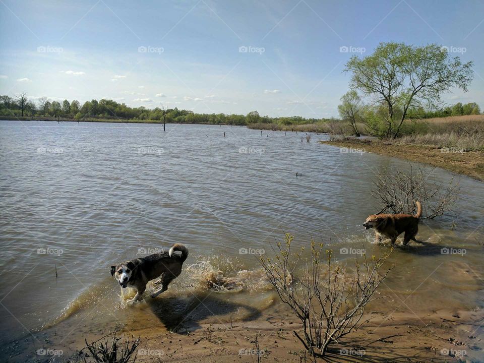 Dog having fun