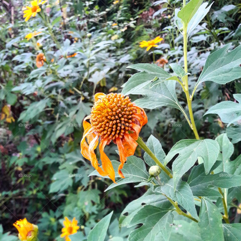Pollen Sunflower