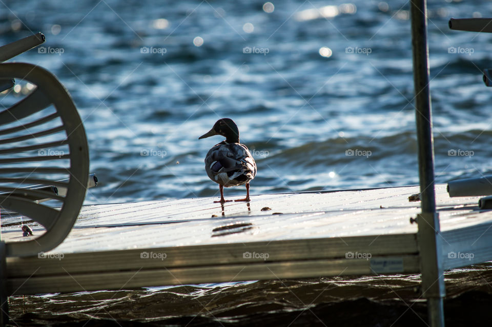 Mallard duck with facial markings and ruffled feathers on windy socks with fallen chairs in sunlight 