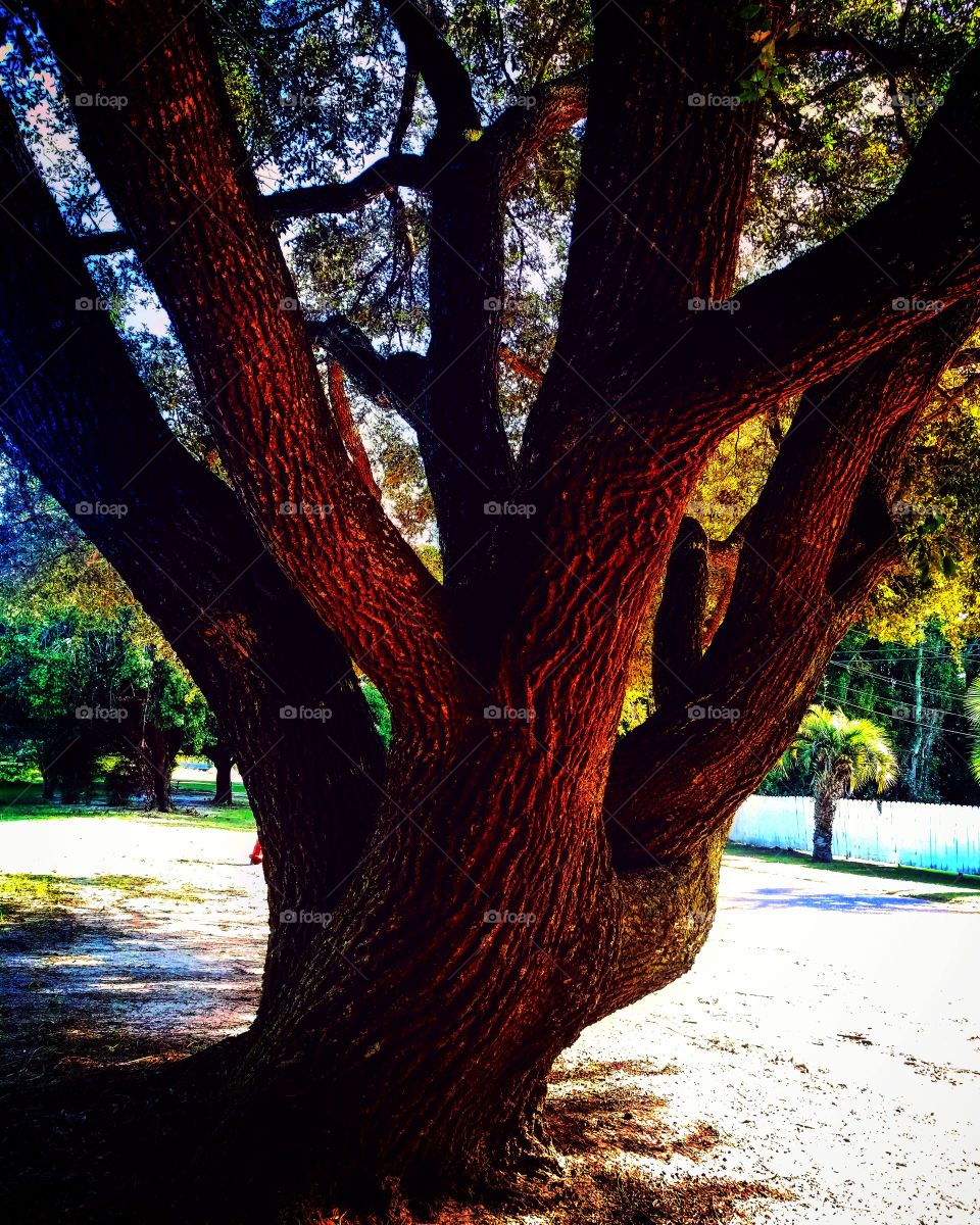 oak tree crazy